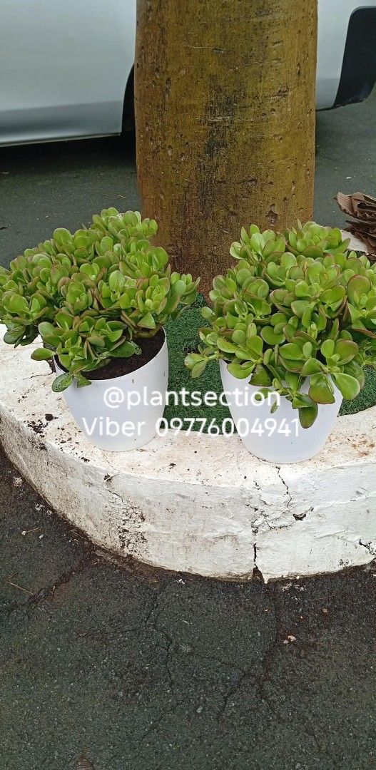 Jade plant (Category: Gardening Tools & Ornaments) located in Manila. Submitted by crisantovelasco (Listing ID 1460128761, Image 3). Description: for sale mother plant jade plant available on hand healthy and stable .