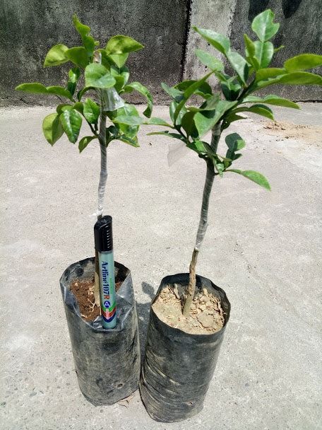Kaffir Lime (Category: Plants & Seeds) located in Los Banos. Submitted by seaalionn (Listing ID 1460191450, Image 1). Description: A thorny bush, 2 to 11 metres (6 to 35 ft) tall, with aromatic and distinctively shaped "double" leaves. Grafted -php550.