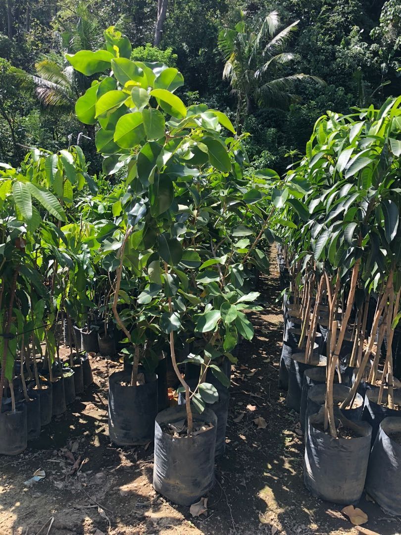 Matured Giant Duhat (Category: Plants & Seeds) located in Los Banos. Submitted by seaalionn (Listing ID 1460116364, Image 2). Description: PM FOR PRICE.