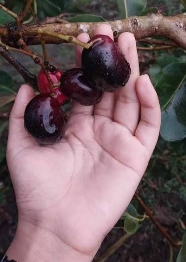 Matured Giant Duhat (Category: Plants & Seeds) located in Los Banos. Submitted by seaalionn (Listing ID 1460116364, Image 1). Description: PM FOR PRICE.