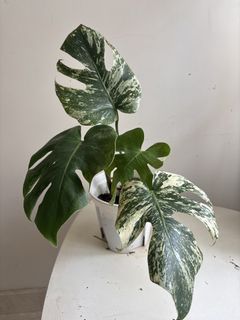 （分類：）位於 。 由 noddi 提交（商品編號 1460140297，圖片 1）。簡介： 。