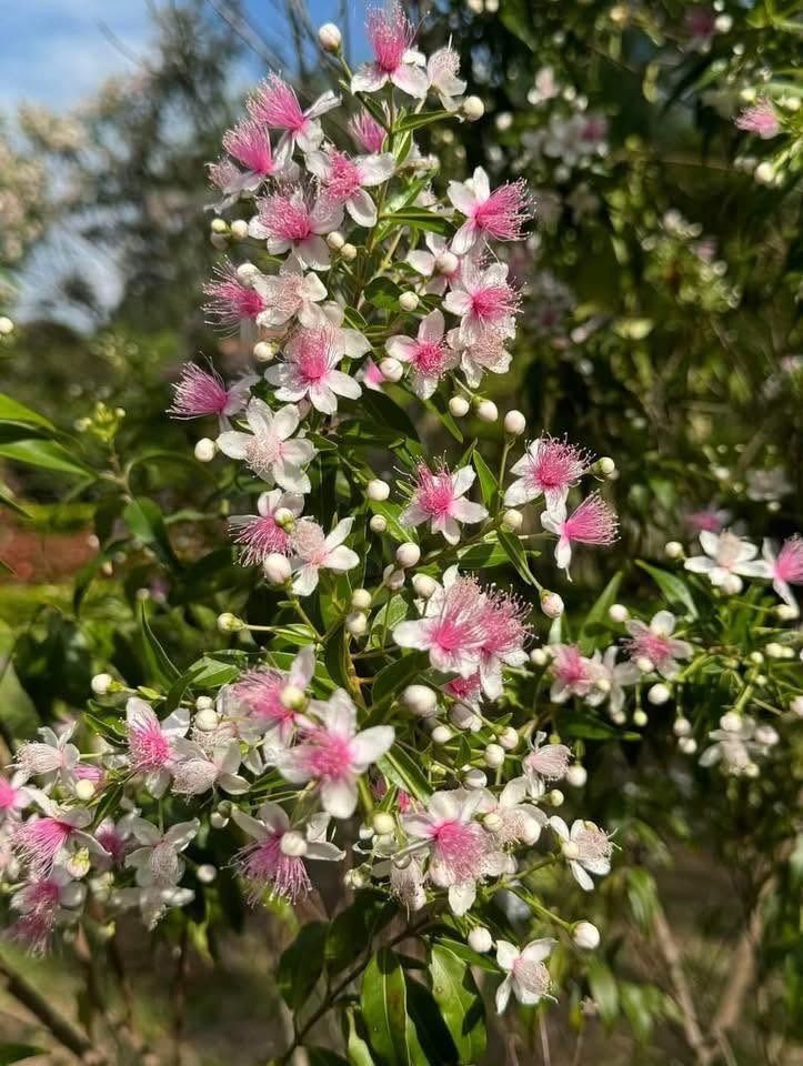 Patalsik Pula (Category: Plants & Seeds) located in Los Banos. Submitted by seaalionn (Listing ID 1460115843, Image 1). Description: A small to medium tree with slender branches producing scentless white petals with pink accents and pinkish stamens. 1ft - php750 2-3ft - php950.