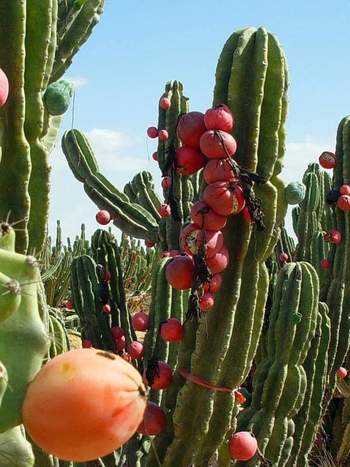 Peruvian Apple (Category: Plants & Seeds) located in Los Banos. Submitted by seaalionn (Listing ID 1460193073, Image 1). Description: PERUVIAN APPLE CACTUS (PAC) "Cereus Repandus" (Cutling - php250) (2-3ft - php950).
