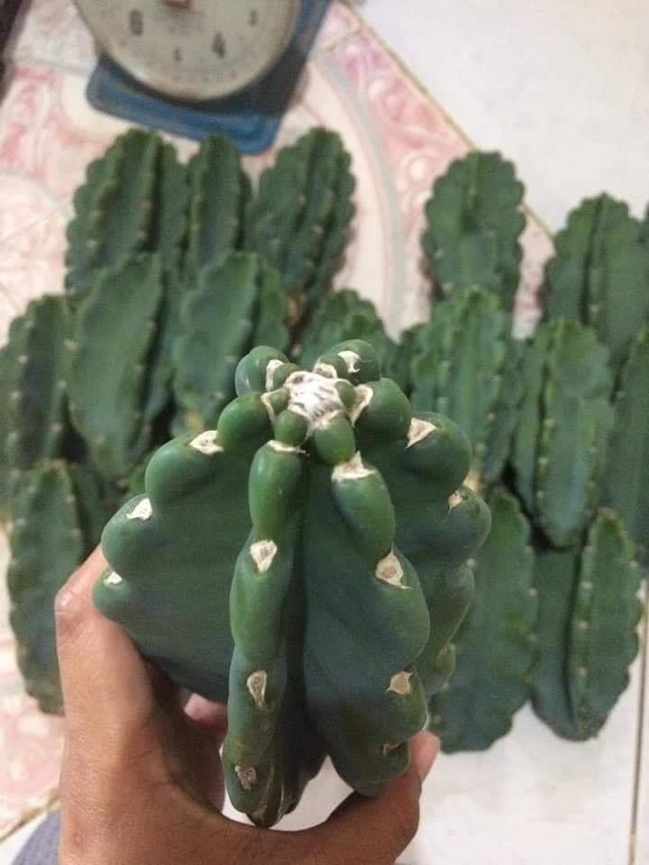 Peruvian Apple (Category: Plants & Seeds) located in Los Banos. Submitted by seaalionn (Listing ID 1460193073, Image 2). Description: PERUVIAN APPLE CACTUS (PAC) "Cereus Repandus" (Cutling - php250) (2-3ft - php950).