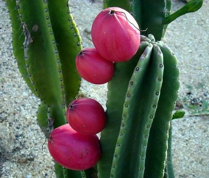 Peruvian Apple (Category: Plants & Seeds) located in Los Banos. Submitted by seaalionn (Listing ID 1460193073, Image 3). Description: PERUVIAN APPLE CACTUS (PAC) "Cereus Repandus" (Cutling - php250) (2-3ft - php950).