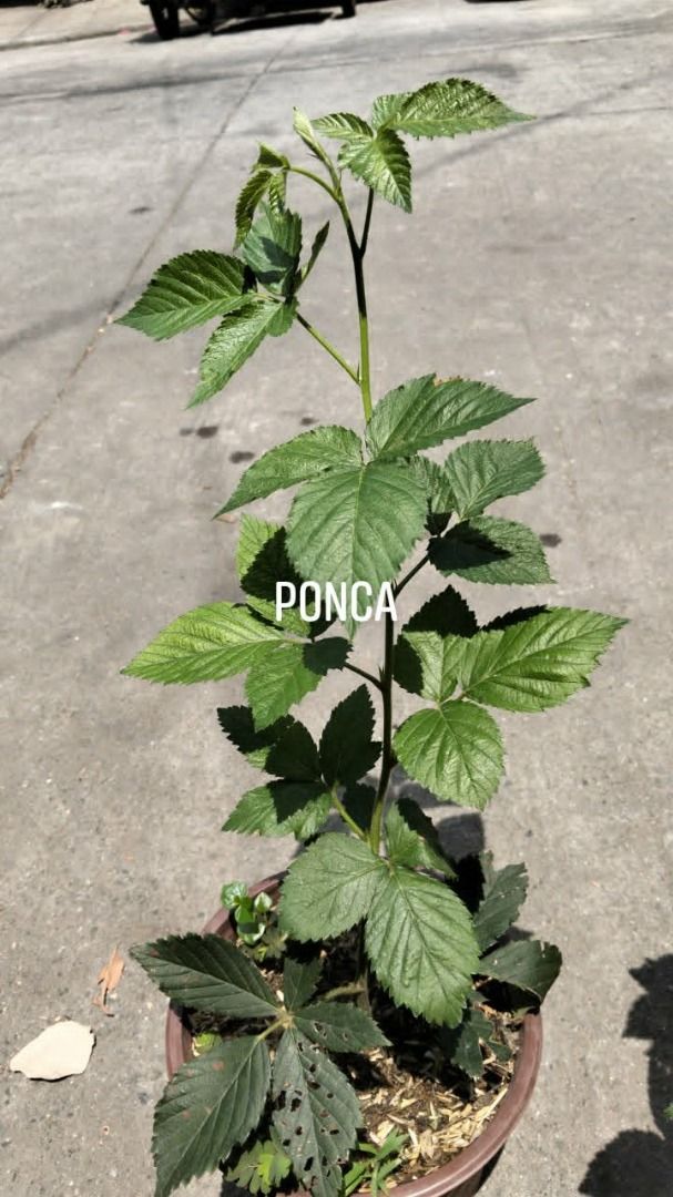 Ponca Thornless Blackberry (Category: Looking For) located in Los Banos. Submitted by seaalionn (Listing ID 1460157999, Image 2). Description: An exceptionally sweet, thornless blackberry cultivar developed by the University of Arkansas System Division of Agriculture breeding program..