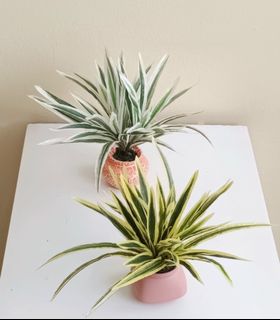 (Category: ) located in . Submitted by ManyThingsUC (Listing ID 1460151146, Image 1). Description: .