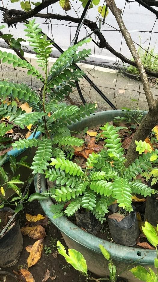 Sinukuan Tree (seedling) (Category: Plants & Seeds) located in Los Banos. Submitted by seaalionn (Listing ID 1460117515, Image 1). Description: A legendary Philippine tree known for folklore, a mystical presence, and branches that reveal a natural cross shape when cut..