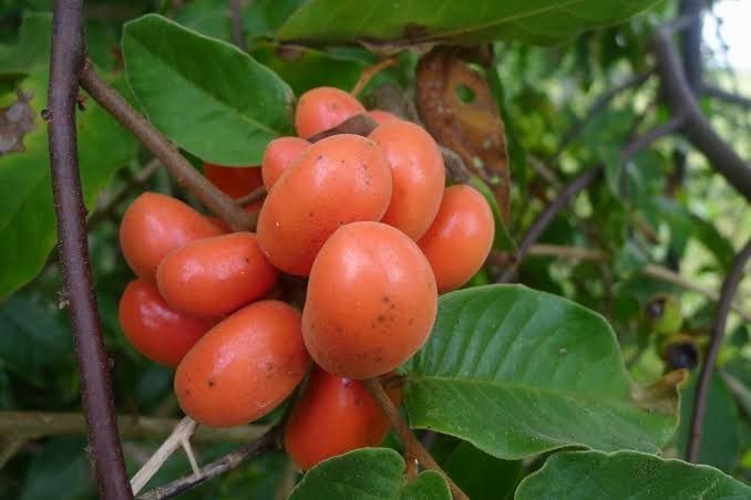Susong Kalabaw (Category: Plants & Seeds) located in Los Banos. Submitted by seaalionn (Listing ID 1460118418, Image 1). Description: - Freshly harvested ripe orange berries - Growing on a natural branch with healthy green leaves - Smooth skin, clustered berries - Ideal for home decor or culinary uses.