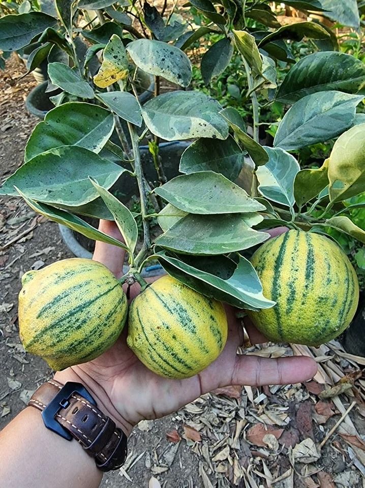 Variegated Orange (Category: Plants & Seeds) located in Los Banos. Submitted by seaalionn (Listing ID 1460157705, Image 2). Description: Grow your own sweet and juicy Variegated Perante oranges right at home! A favorite for its refreshing flavor, smooth skin, and heavy fruiting habit. Perfect for backyards, orchards, and container growing..