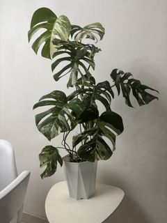 （分類：）位於 。 由 noddi 提交（商品編號 1460427084，圖片 1）。簡介： 。