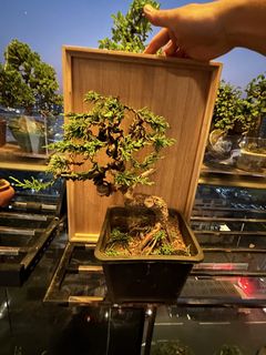 日本関野正黑松, 傢俬＆家居, 園藝, 植物及種子- Carousell