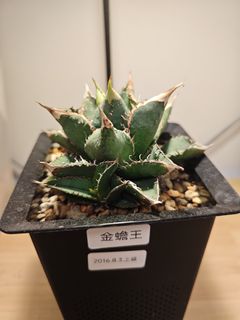 （分類：）位於 。 由 plantplayer 提交（商品編號 1460441507，圖片 1）。簡介： 。
