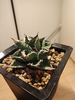 （分類：）位於 。 由 plantplayer 提交（商品編號 1460441966，圖片 1）。簡介： 。