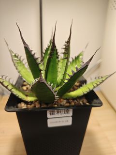 （分類：）位於 。 由 plantplayer 提交（商品編號 1460442389，圖片 1）。簡介： 。