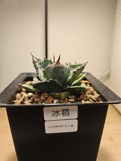 （分類：）位於 。 由 plantplayer 提交（商品編號 1460442789，圖片 1）。簡介： 。