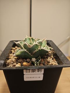（分類：）位於 。 由 plantplayer 提交（商品編號 1460443077，圖片 1）。簡介： 。