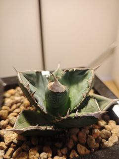 （分類：）位於 。 由 plantplayer 提交（商品編號 1460443427，圖片 1）。簡介： 。