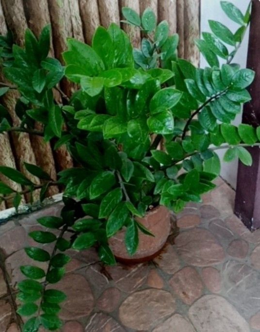 🌿 ZZ PLANT / WELCOME PLANT (Category: Plants & Seeds) located in Rizal. Submitted by bestseller.ph (Listing ID 1460490847, Image 1). Description: 🌱 Lush, healthy and stable ZZ plant/ Welcome Plant 🌱 Comes in a classic terracotta pot 🌱 Very easy to care for, ideal for beginners 🌱 Adds a touch of green to any room 🌱 Air Purifier 🌱 Great for indoor or outdoor 💰 ₱1,000. Payment is via GCash upon item pickup. 🚛 The buyer is responsible for th