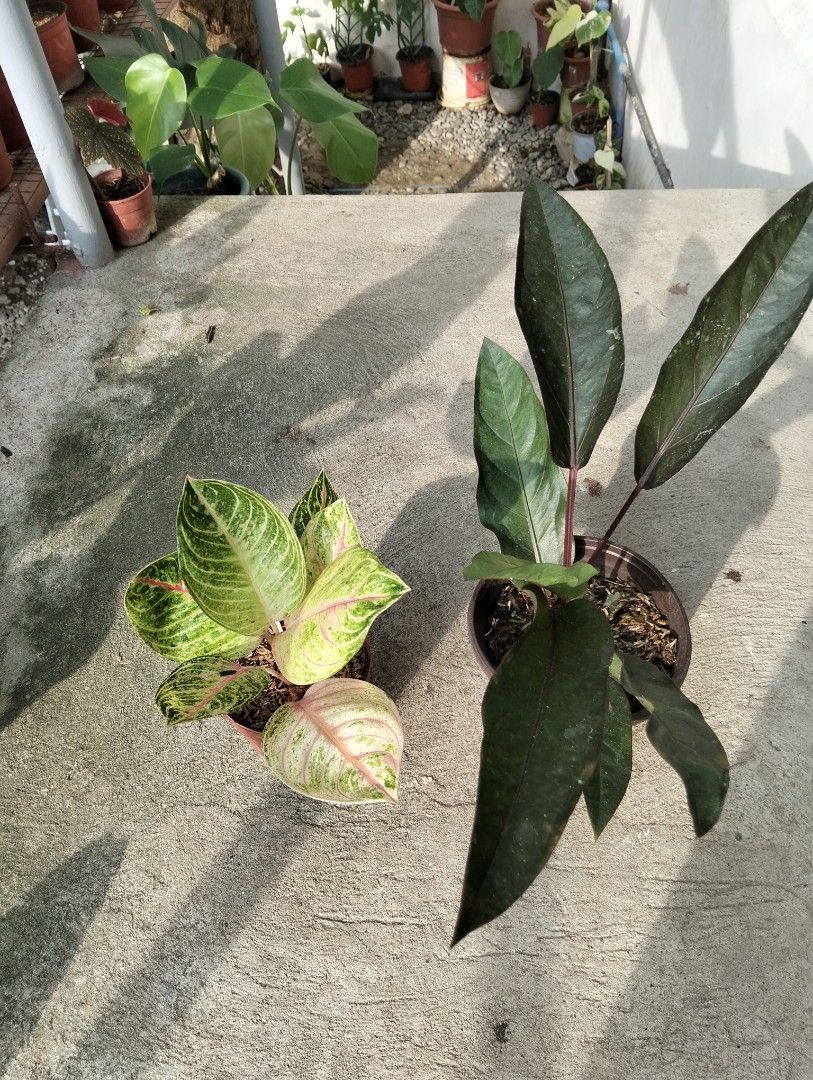 Aglaonema Pink Moonlight, Anthurium Foliage Black (Category: Plants & Seeds) located in Cagayan de Oro. Submitted by rochellejandcgarden06684 (Listing ID 1460449549, Image 1). Description: SALE❗ Aglaonema Pink Moonlight, Anthurium Foliage Black Bundle ✅650 Locally grown, own propagation. Location: Canitoan Cdo City Pick up, Maxim delivery, LBC, J&T Express.
