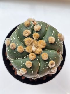 (Category: ) located in . Submitted by all4cactus (Listing ID 1460392138, Image 1). Description: .