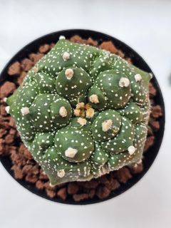 (Category: ) located in . Submitted by all4cactus (Listing ID 1460384553, Image 1). Description: .