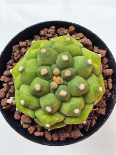 (Category: ) located in . Submitted by all4cactus (Listing ID 1460383253, Image 1). Description: .