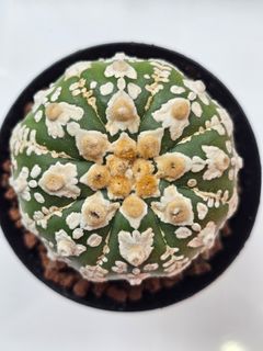 (Category: ) located in . Submitted by all4cactus (Listing ID 1460389631, Image 1). Description: .