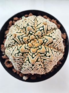 (Category: ) located in . Submitted by all4cactus (Listing ID 1460382428, Image 1). Description: .