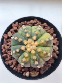 (Category: ) located in . Submitted by all4cactus (Listing ID 1460386104, Image 1). Description: .