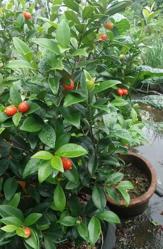 Australian Beach Cherry (Category: Plants & Seeds) located in Los Banos. Submitted by seaalionn (Listing ID 1460361009, Image 1). Description: Nearly-ever fruiting plants - best addition for any gardener's potted collection. The bright shiny red fruits are pleasing to look and deliciously juicy..