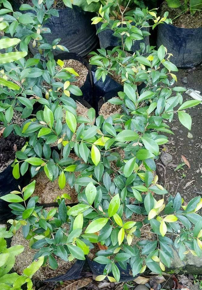 Australian Beach Cherry (Category: Plants & Seeds) located in Los Banos. Submitted by seaalionn (Listing ID 1460361009, Image 2). Description: Nearly-ever fruiting plants - best addition for any gardener's potted collection. The bright shiny red fruits are pleasing to look and deliciously juicy..