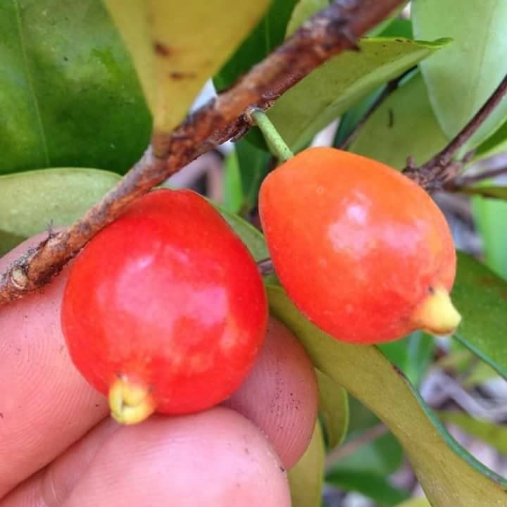 Australian Beach Cherry (Category: Plants & Seeds) located in Los Banos. Submitted by seaalionn (Listing ID 1460361009, Image 3). Description: Nearly-ever fruiting plants - best addition for any gardener's potted collection. The bright shiny red fruits are pleasing to look and deliciously juicy..