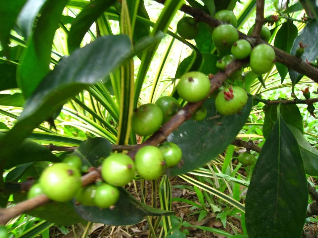 Batauan Tree (Garcinia binucao) (Category: Plants & Seeds) located in Los Banos. Submitted by seaalionn (Listing ID 1460311200, Image 1). Description: ~1ft tall seedling, propagated from seed "...of the many fruits in the forest, batuan (pronounced like ‘but one’) is the best!” Batuan or Binucao (Garcinia binucao) Sour fruit, pampaasim. (Seedling -php350) (Grafted -650).