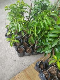 Batauan Tree (Garcinia binucao) (Category: Plants & Seeds) located in Los Banos. Submitted by seaalionn (Listing ID 1460311200, Image 2). Description: ~1ft tall seedling, propagated from seed "...of the many fruits in the forest, batuan (pronounced like ‘but one’) is the best!” Batuan or Binucao (Garcinia binucao) Sour fruit, pampaasim. (Seedling -php350) (Grafted -650).