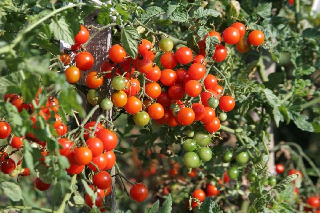 Cherry Tomato (Category: Plants & Seeds) located in Los Banos. Submitted by seaalionn (Listing ID 1460357991, Image 2). Description: Best for salads. .