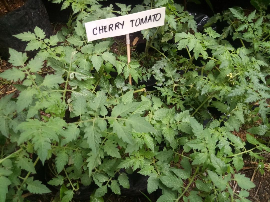 Cherry Tomato (Category: Plants & Seeds) located in Los Banos. Submitted by seaalionn (Listing ID 1460357991, Image 1). Description: Best for salads. .