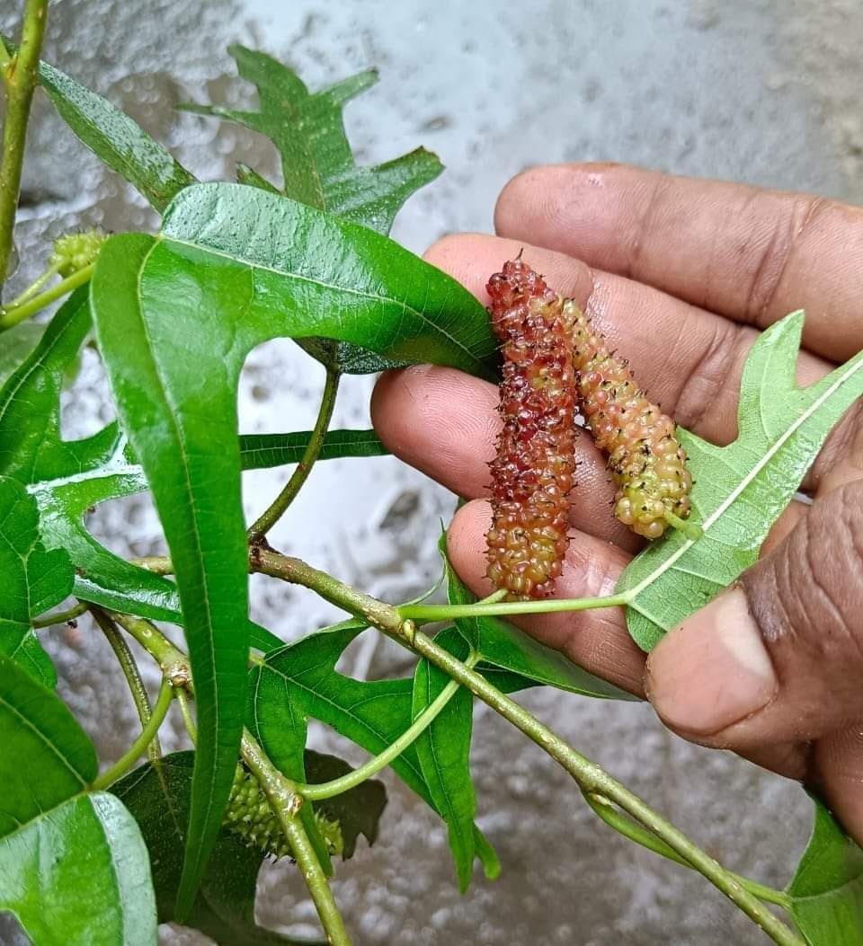Chicken Claw Mulberry (Category: Plants & Seeds) located in Los Banos. Submitted by seaalionn (Listing ID 1460313058, Image 3). Description: Very unique type of mulberry. The leaf shape is like chicken claw or sparrow. The fruits are long and very sweet. Marcotted plants available (not fruiting yet) Limited items only. .