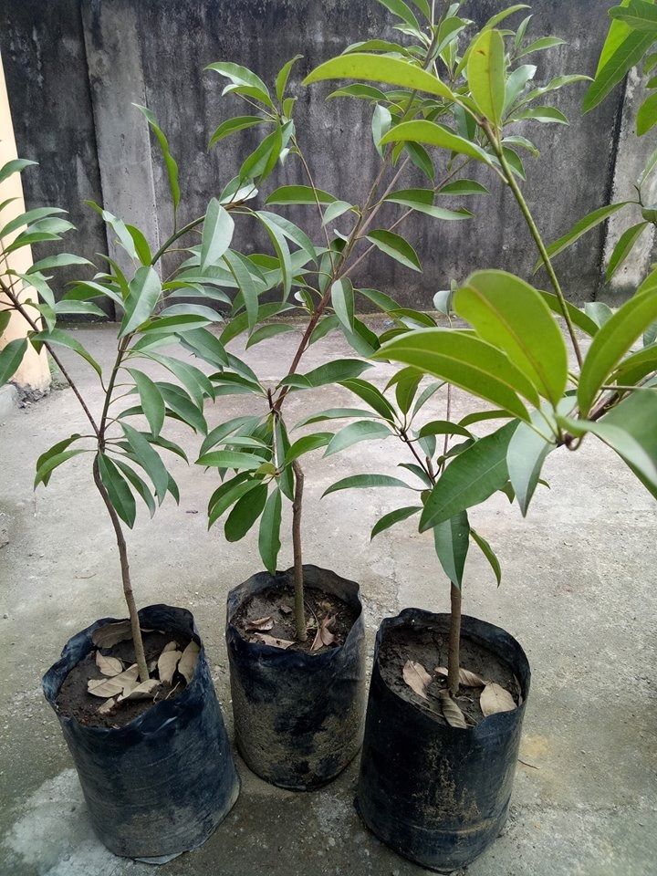 Chico (Grafted) (Category: Plants & Seeds) located in Los Banos. Submitted by seaalionn (Listing ID 1460359659, Image 2). Description: Pineras Variety -php350 Pnderosa Variety -php350 .