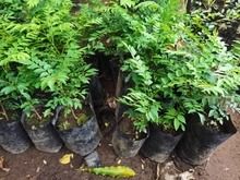 Curry Tree (Category: Plants & Seeds) located in Los Banos. Submitted by seaalionn (Listing ID 1460363077, Image 1). Description: Ready to transplant Full sunlight area.