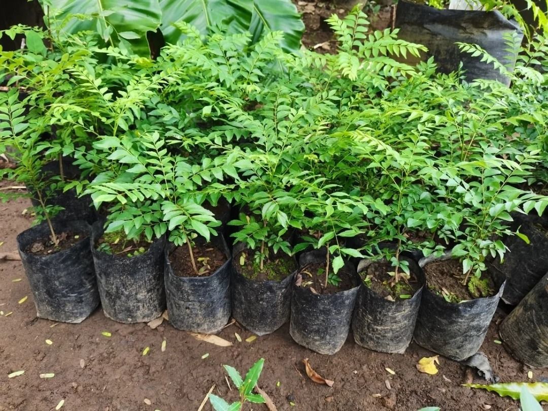 Curry Tree (Category: Plants & Seeds) located in Los Banos. Submitted by seaalionn (Listing ID 1460363077, Image 2). Description: Ready to transplant Full sunlight area.