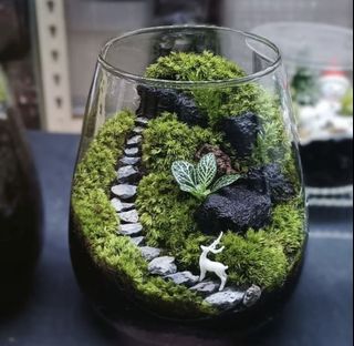 (Category: ) located in . Submitted by mossoraplants (Listing ID 1460500603, Image 1). Description: .