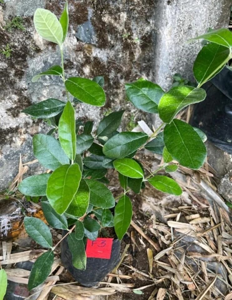 Feijoa (Pinapple Guava) (Category: Plants & Seeds) located in Los Banos. Submitted by seaalionn (Listing ID 1460322331, Image 1). Description: Feijoa (Acca sellowiana) also called Pineapple Guava or Guavasteen Fruits have distinctive taste of pineapple. May be planted in containers. Plant is propagated from seed, ~3ft tall .