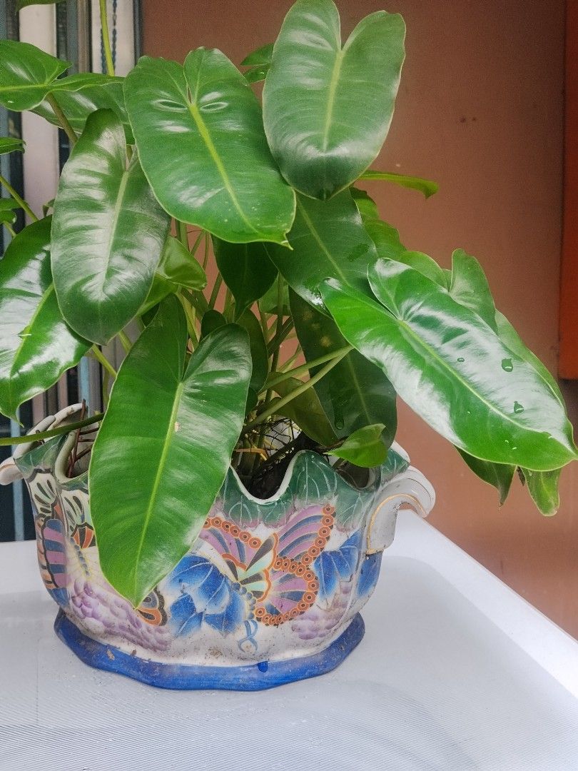 Burle Marx (Category: Plants & Seeds) located in Las Pinas. Submitted by budgetbuddies (Listing ID 1460351410, Image 3). Description: - Lush, healthy green philodendron plant - Glossy, vibrant leaves - Unique, colorful ceramic pot with butterfly design - Adds a lovely touch of nature to any space - Easy to care for - Perfect for home or office.