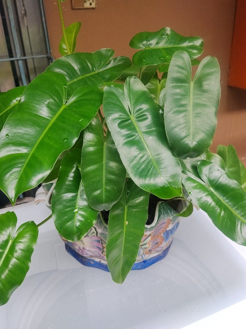 Burle Marx (Category: Plants & Seeds) located in Las Pinas. Submitted by budgetbuddies (Listing ID 1460351410, Image 2). Description: - Lush, healthy green philodendron plant - Glossy, vibrant leaves - Unique, colorful ceramic pot with butterfly design - Adds a lovely touch of nature to any space - Easy to care for - Perfect for home or office.