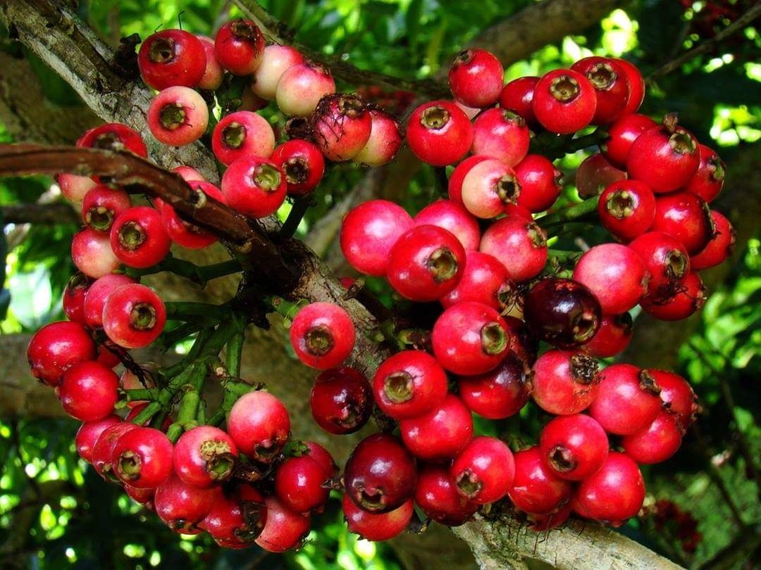 Lipote / Baligang / Igot (Category: Plants & Seeds) located in Los Banos. Submitted by seaalionn (Listing ID 1460311610, Image 3). Description: Exotic endemic fruit bearing tree native to the Philippines Propagated from seeds. Expected to bear fruits within 5-7 years. Fruits may be eaten fresh, but usually processed into wine and preserves .