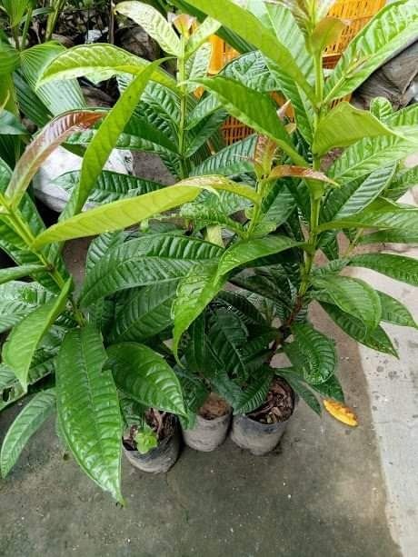 Lipote / Baligang / Igot (Category: Plants & Seeds) located in Los Banos. Submitted by seaalionn (Listing ID 1460311610, Image 1). Description: Exotic endemic fruit bearing tree native to the Philippines Propagated from seeds. Expected to bear fruits within 5-7 years. Fruits may be eaten fresh, but usually processed into wine and preserves .