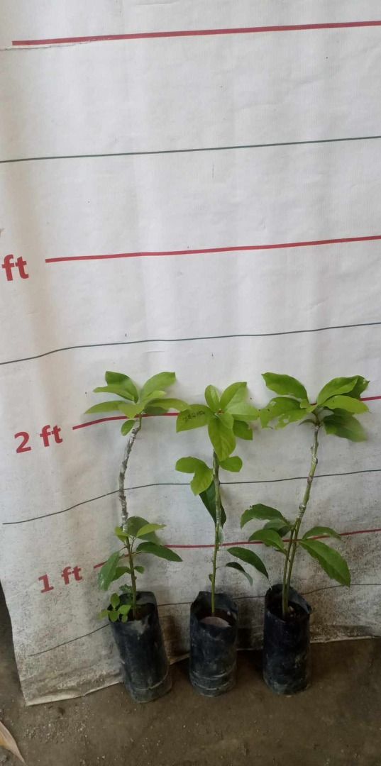 Long Neck (Category: Plants & Seeds) located in Los Banos. Submitted by seaalionn (Listing ID 1460363584, Image 2). Description: Plant may be planted in containers Place in full sun area -Grafted .