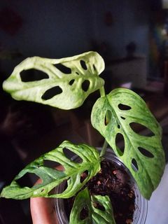 (Category: ) located in . Submitted by happygrowing (Listing ID 1452115504, Image 1). Description: .