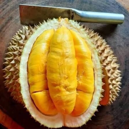 Musang King Durian (Category: Plants & Seeds) located in Los Banos. Submitted by seaalionn (Listing ID 1460313339, Image 2). Description: The most sought after variety of durian in the world due to its exceptionally good flavor, texture, and aroma. Musang King has a rich and decadent custard-like flesh with a aromatic flavor that is sweet and creamy with complex notes of vanilla, caramel, fresh cream, and jackfruit. .